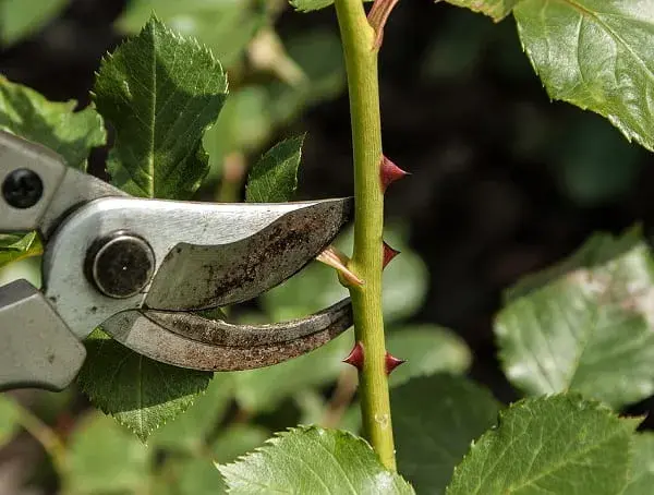 Podar plantas